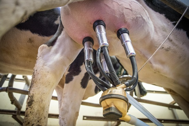 milk-3455395_640 Stall-und-Tierhygiene Agrarhandel-Vescoli